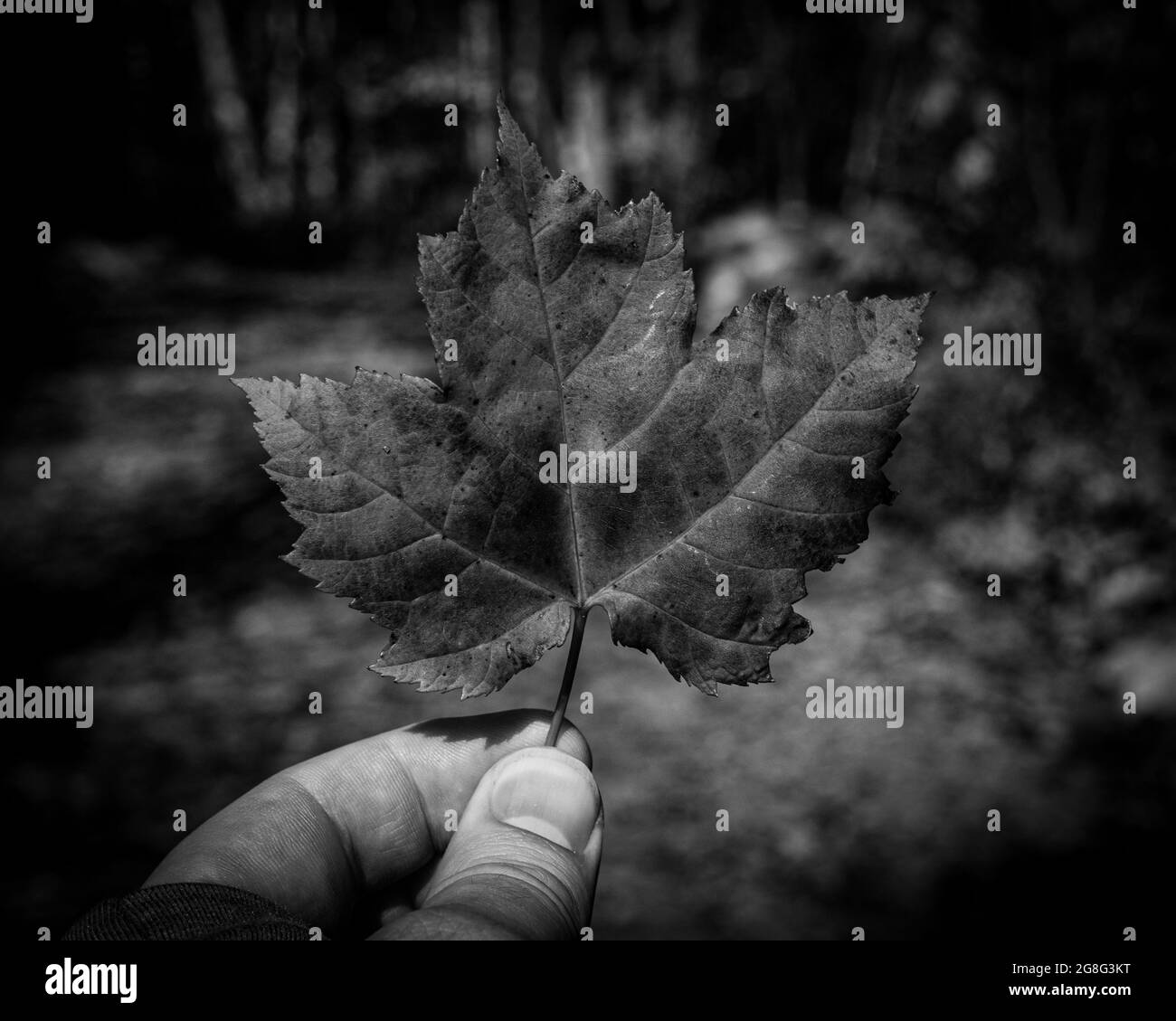Maple leaf in autumn park Black and White Stock Photos & Images - Alamy
