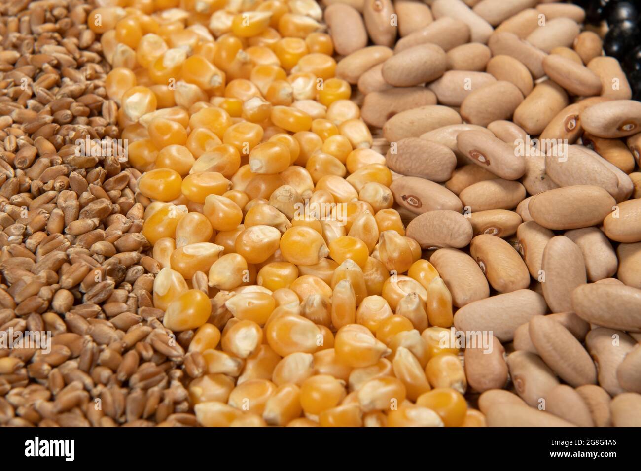 Collection of different cereal varieties and edible dry seeds. Examples