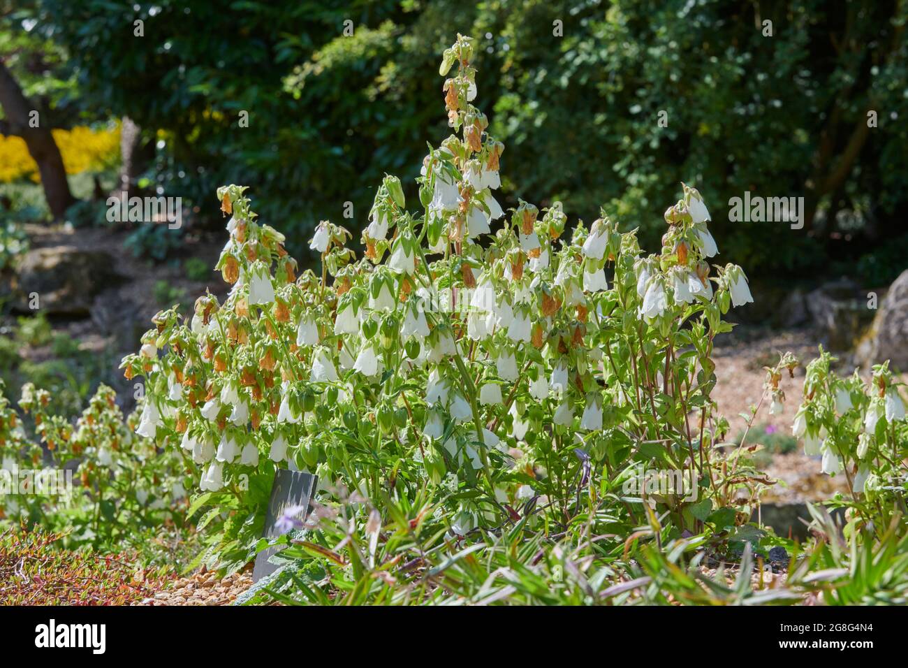 campanula hofmannii in full flower on a rocky outcrop. UK, GB. Stock Photo