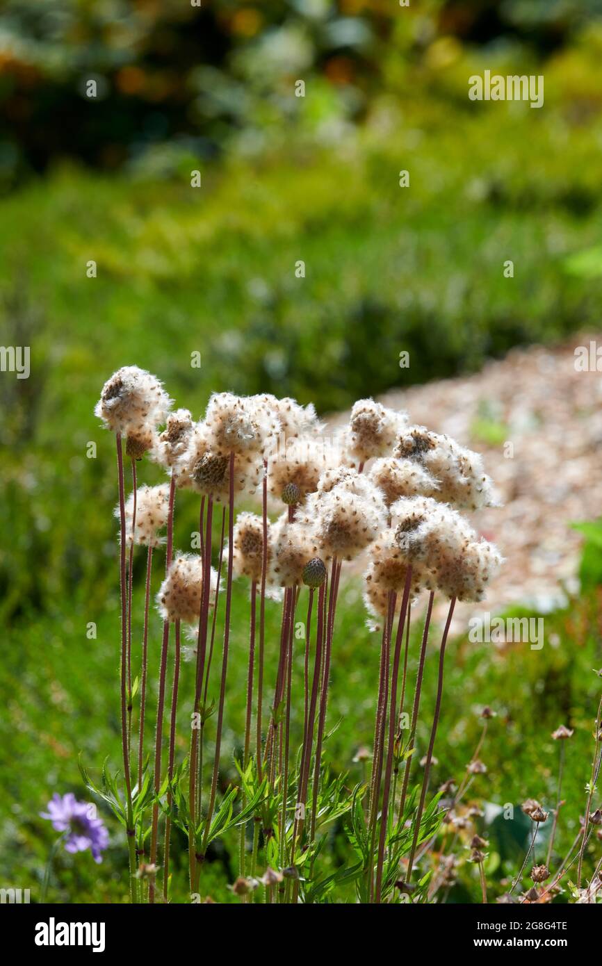 anemone multifida seed heads UK, GB. Stock Photo