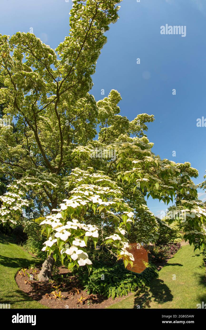 Cornus kousa var. chinensis, Chinese dogwood,