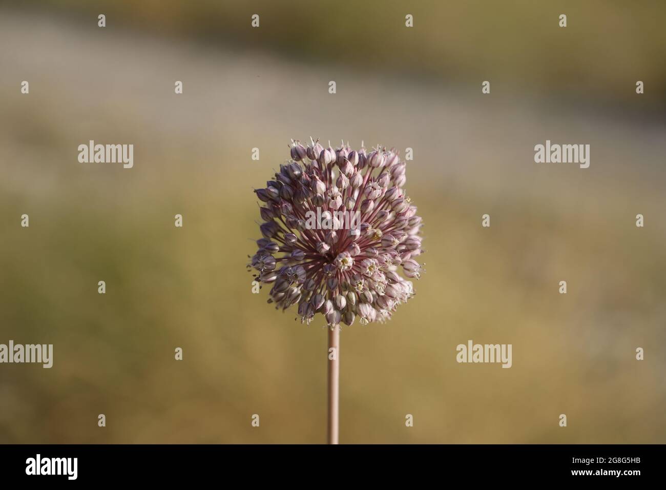 Dried wild garlic flower in the nature of Cantoria, Spain Stock Photo