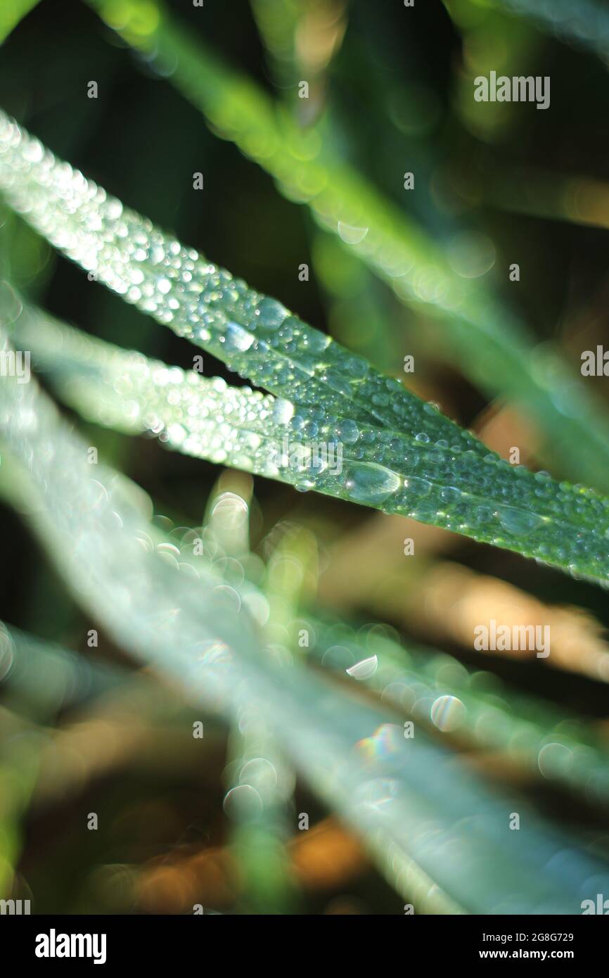 Shot grass field closeup hi-res stock photography and images - Alamy