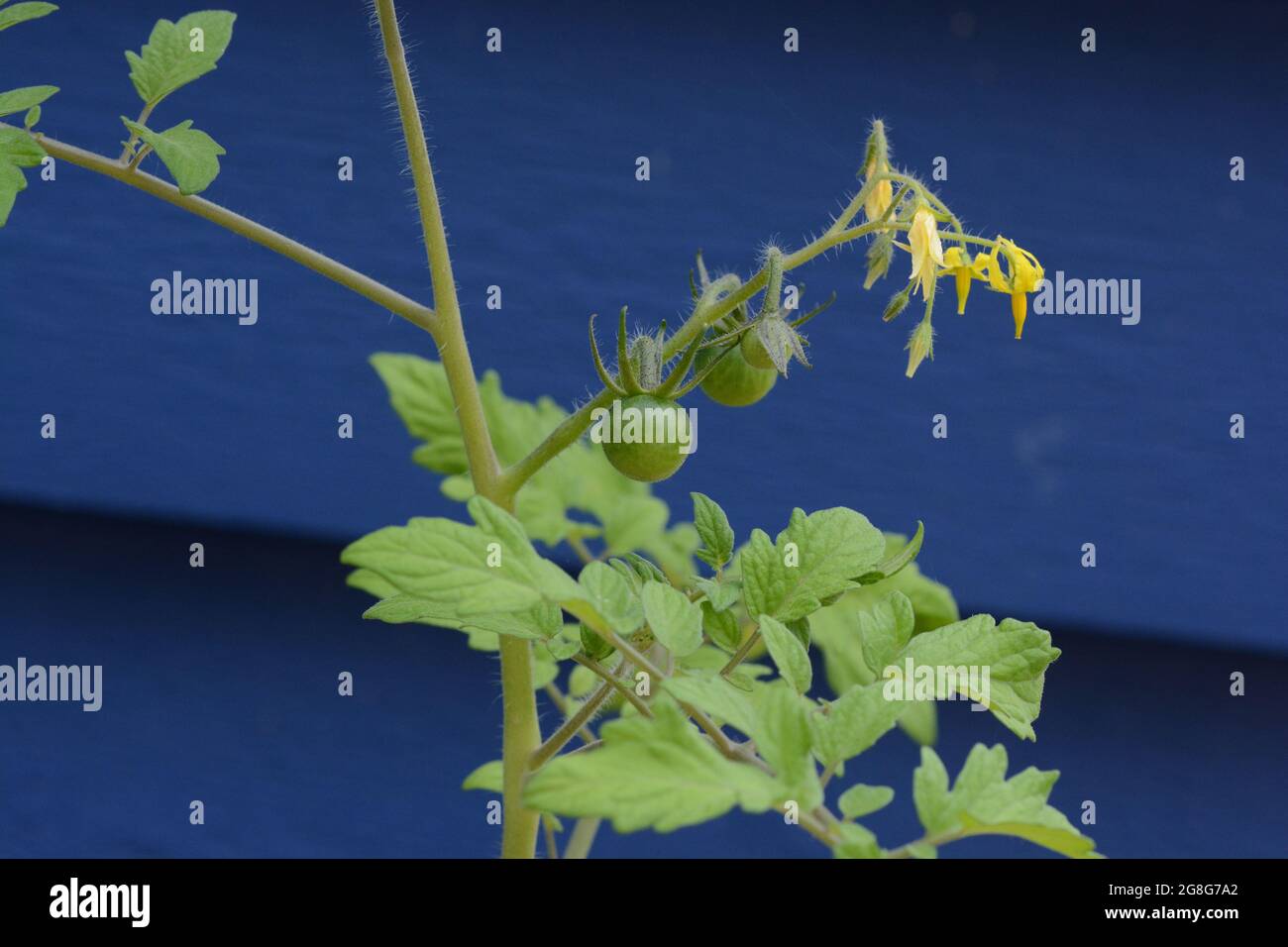 Tiny green cherry tomatoes ripening on the stem. Stock Photo