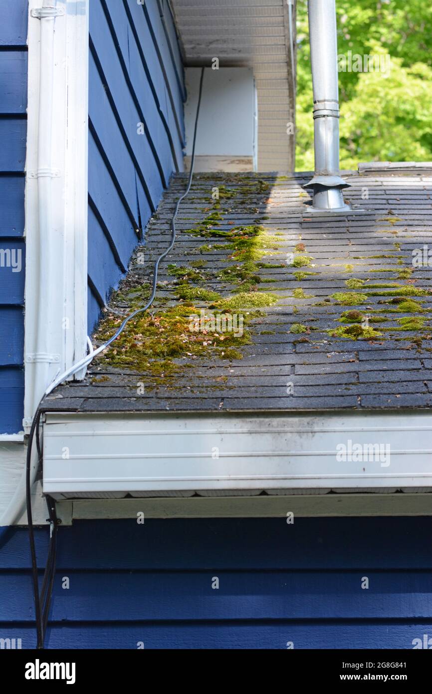 Moss and mold growing on the roof shingles of a house. Stock Photo