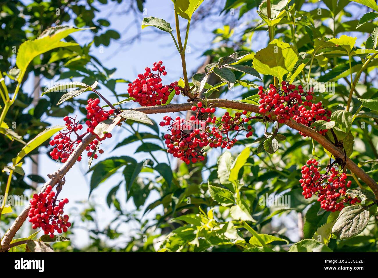 Elderberry Red (Sambucus racemosa) shrub with berries and green leaves