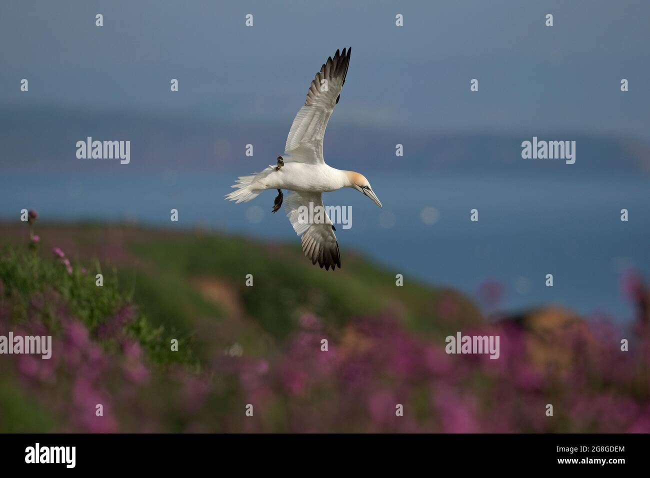 Gannet flowers hi-res stock photography and images - Alamy