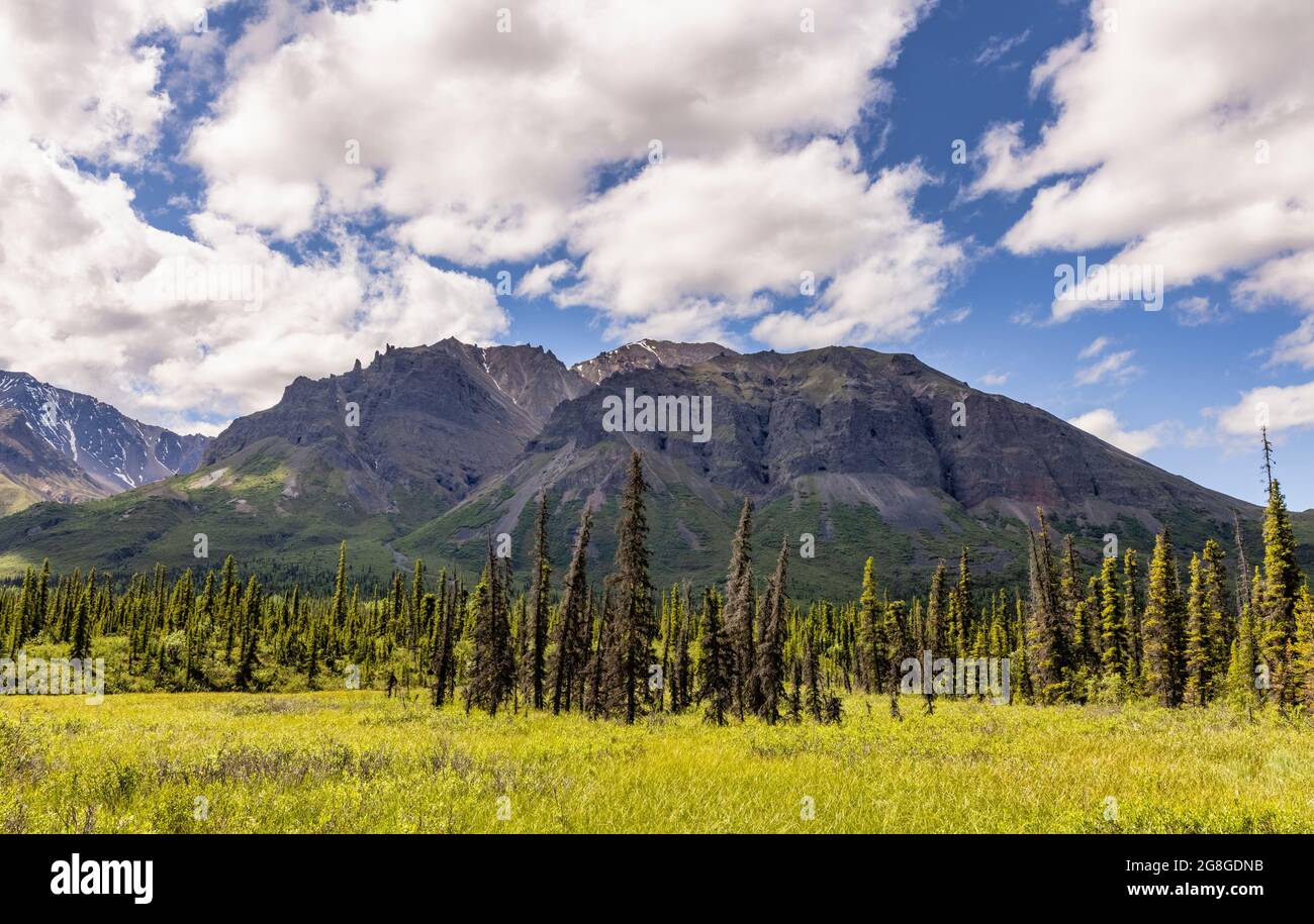Vibrant greens of the meadows along the Nabesna Road in early summer in Wrangell-St. Elias National Park in Alaska. Stock Photo