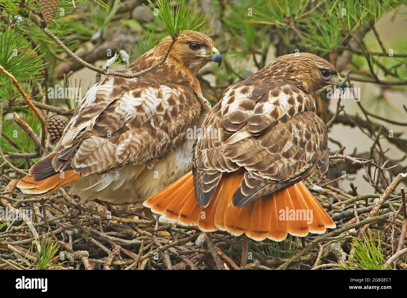 Mated pair of redtailed hawk at nest Stock Photo Alamy