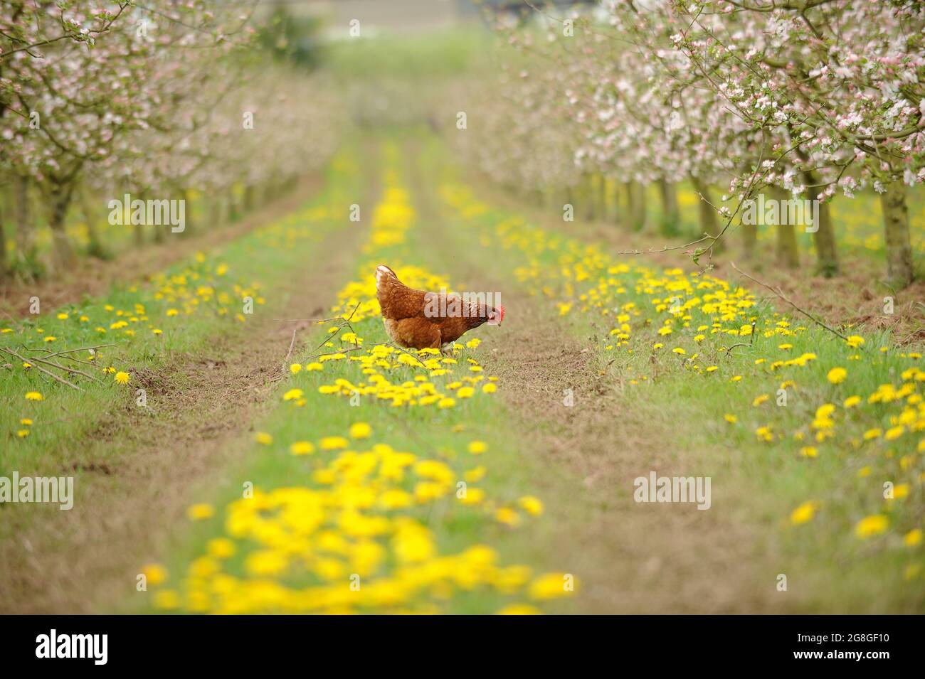 Free range hen chicken in Herefordshire orchard Britain Uk Stock Photo