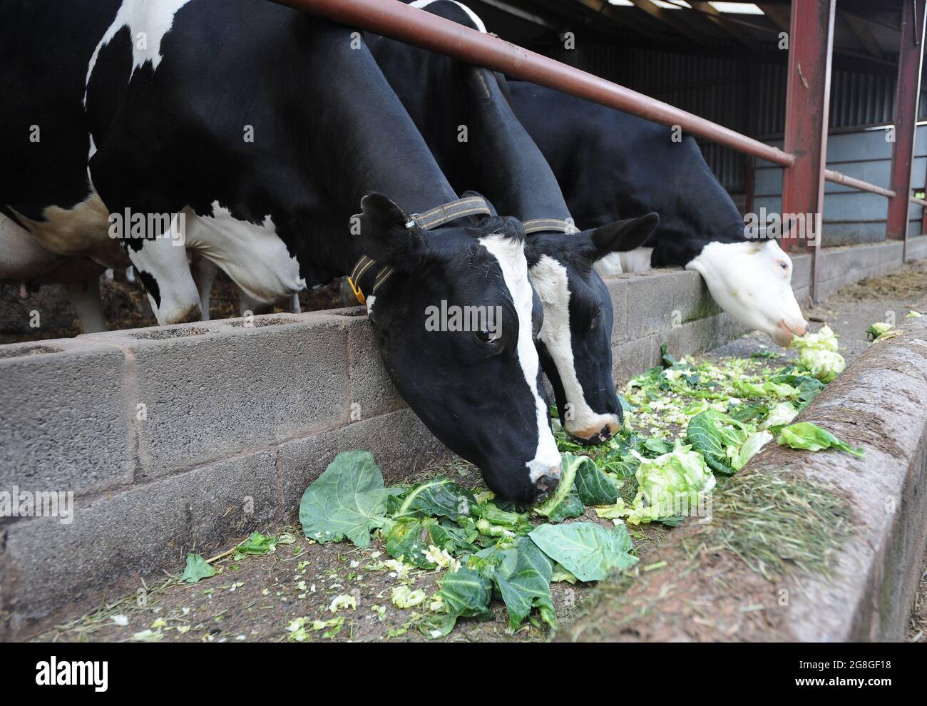 Organic food for cattle cows Britain Uk Stock Photo Alamy
