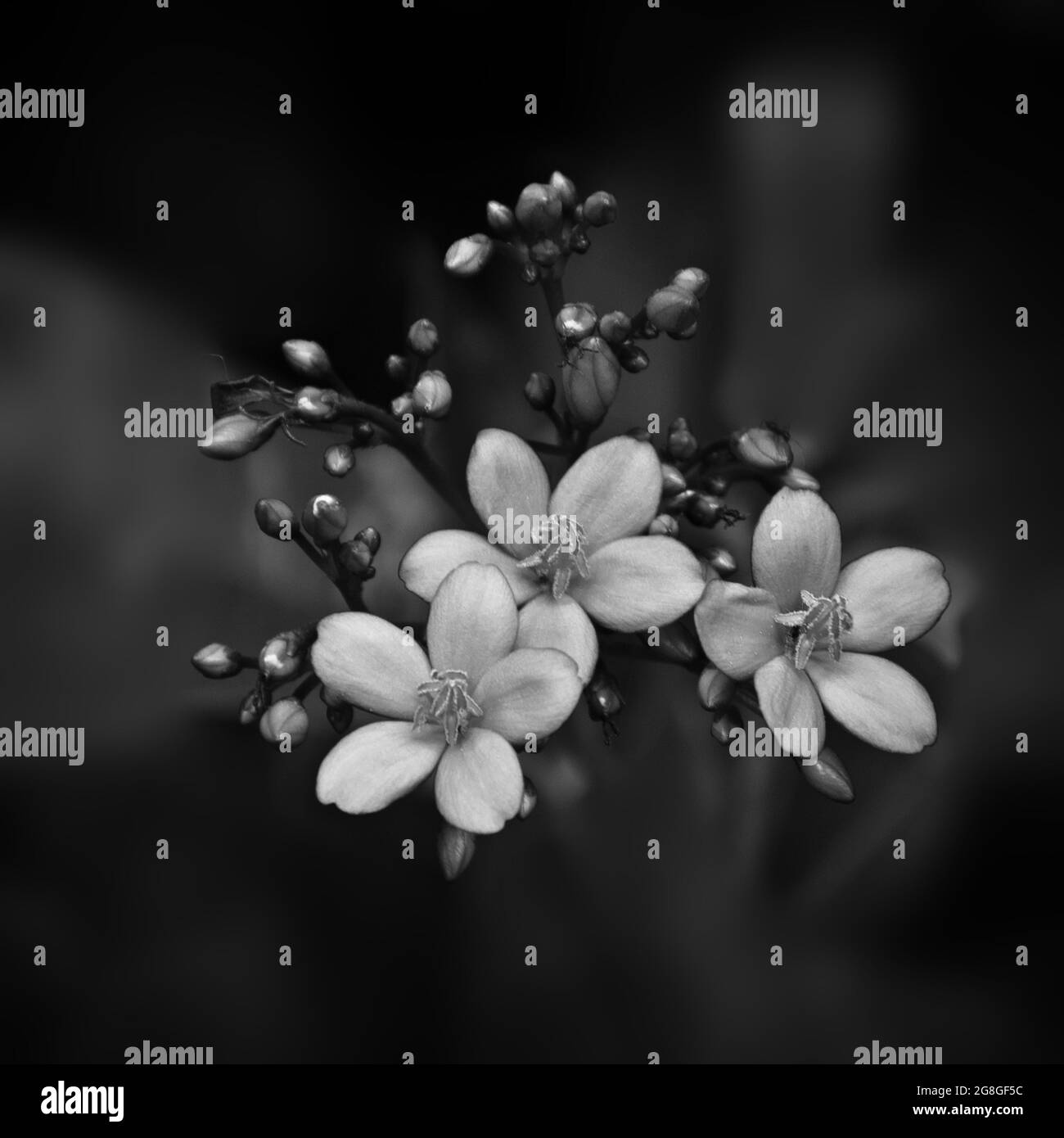 Black And White Cherry Blossom Photography