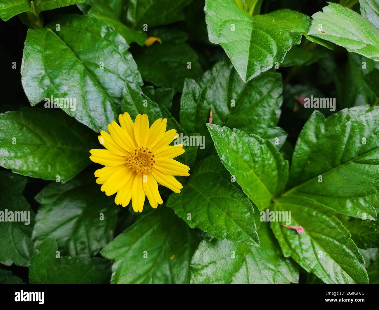 Single Singapore daisy flower blooming in the garden Stock Photo Alamy