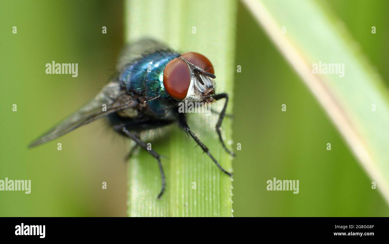 Blue Bottle Fly (Calliphora vomitoria) Stock Photo