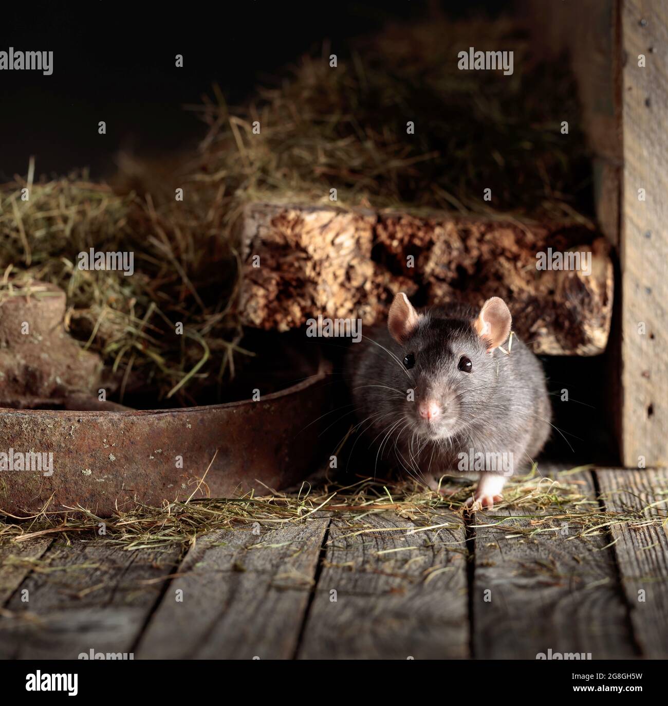 Cute rat in an old wooden barn with hay Stock Photo - Alamy