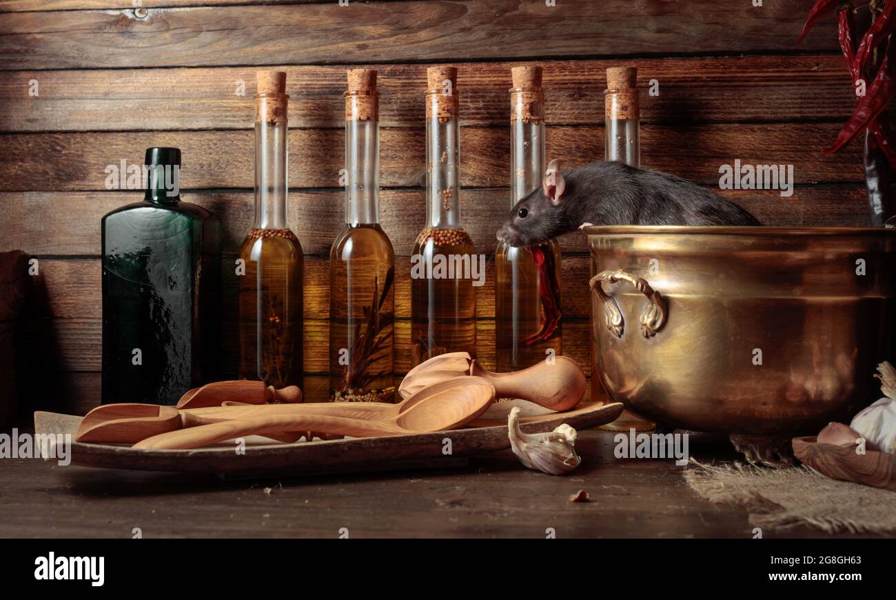 Rat on a table with old kitchen utensils in a wooden shed Stock Photo ...