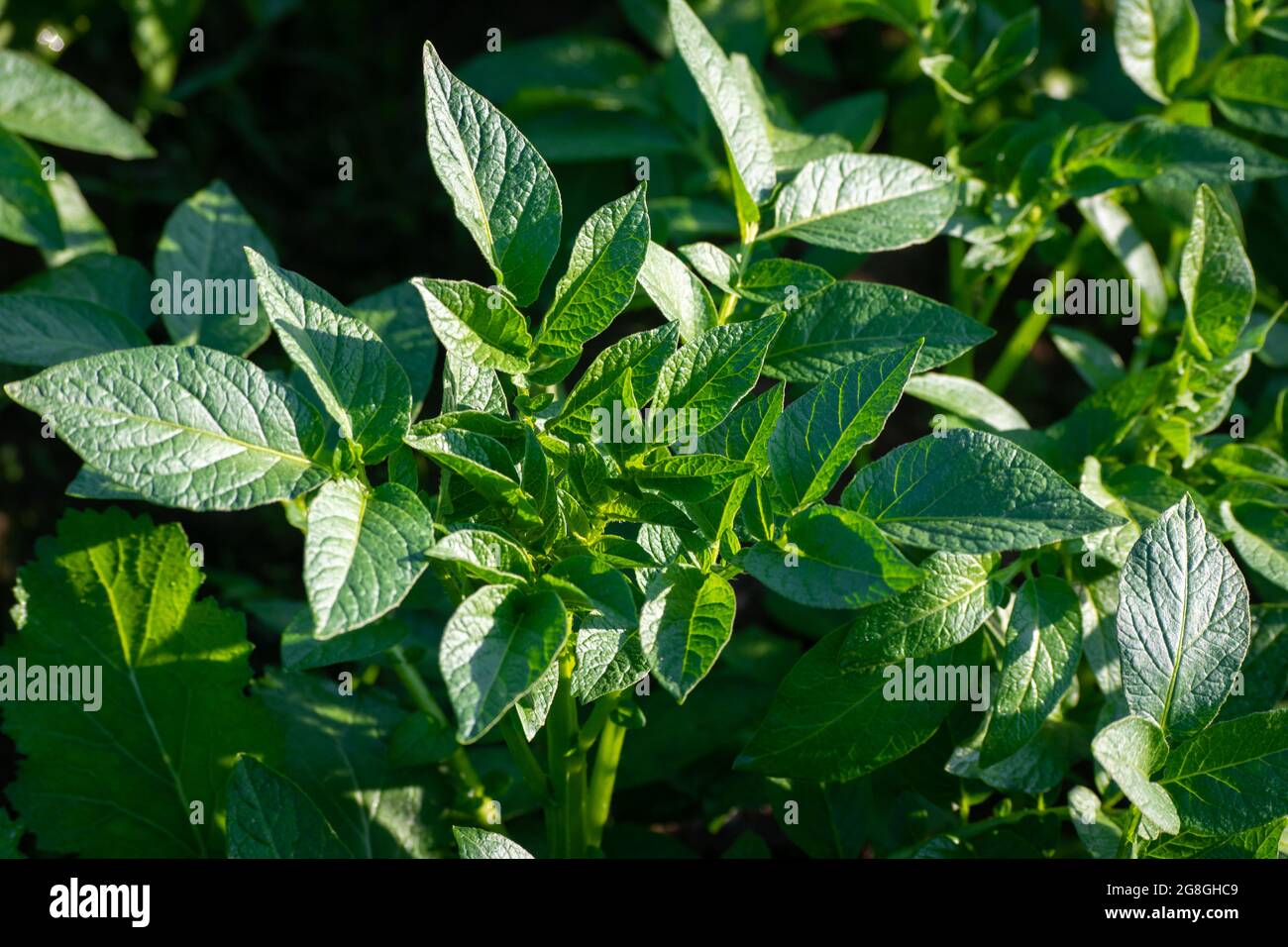Young potato plant growing on the soil. Natural outdoor background. Stock Photo