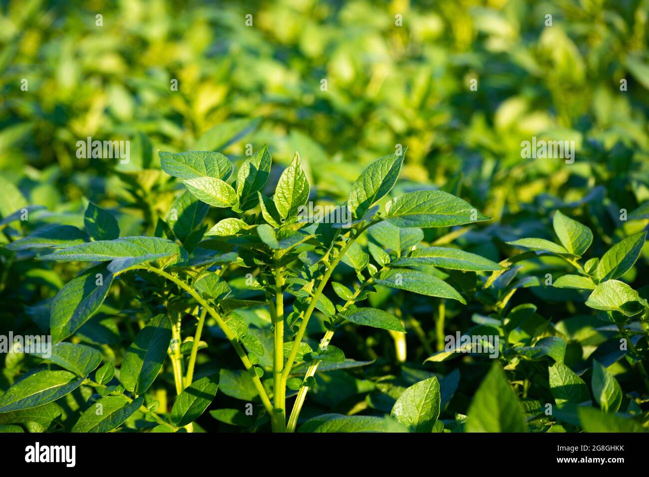 Young potato plant growing on the soil. Natural outdoor background. Stock Photo