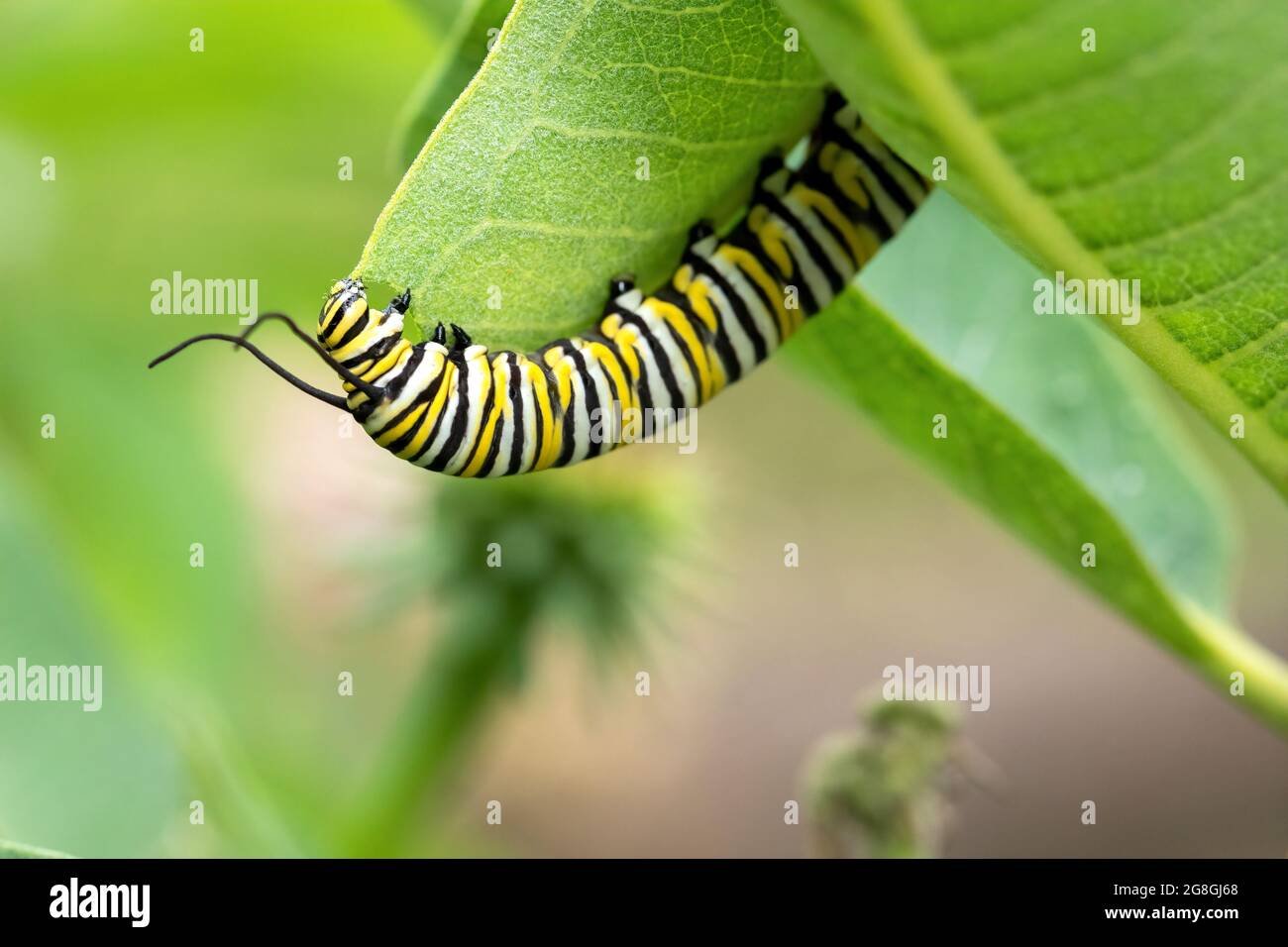 Monarch butterfly caterpillar on common milkweed Stock Photo