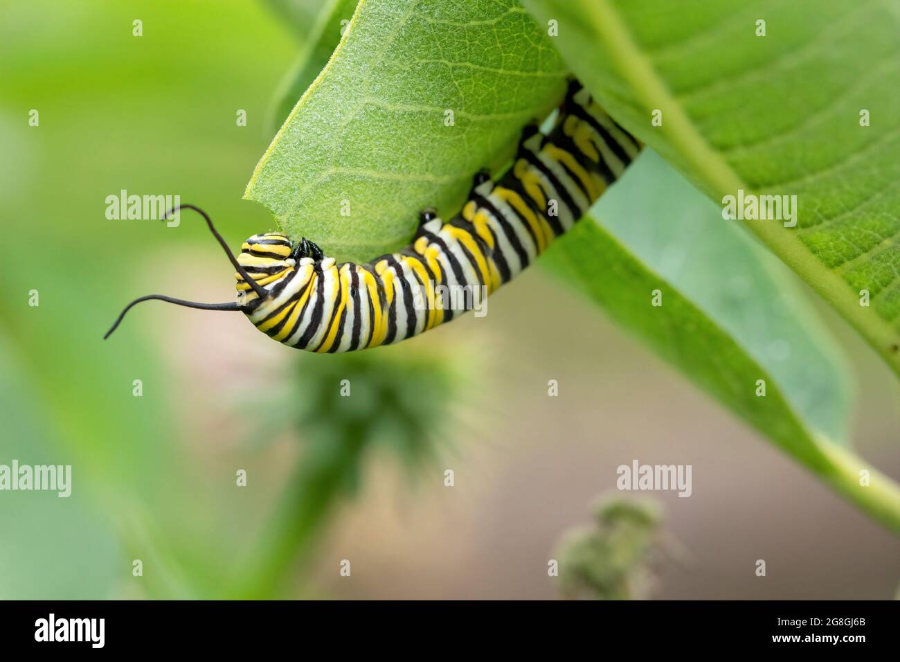 Monarch butterfly caterpillar on common milkweed Stock Photo