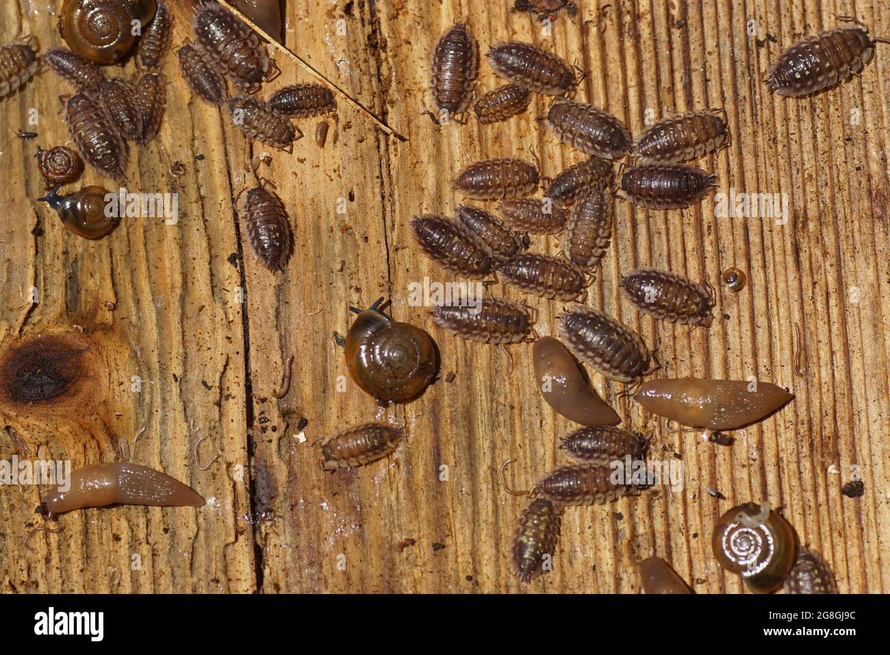 Underside of a wooden plank on the ground with snails, woodlice and slugs (Oxychilus, Oniscus asellus, Deroceras invadens). Dutch garden, summer, July Stock Photo