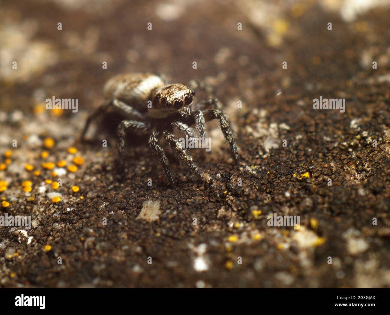 Zebra Jumping Spider Stock Photo Alamy