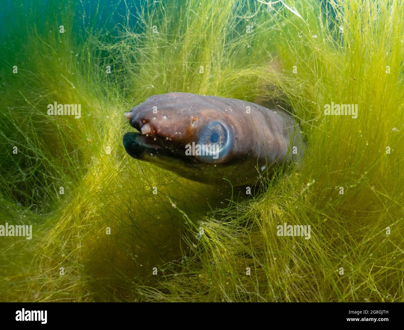 Eel between aquatic plants in a freshwater lake, Anguilla anguilla, Thüringen, Germany Stock Photo