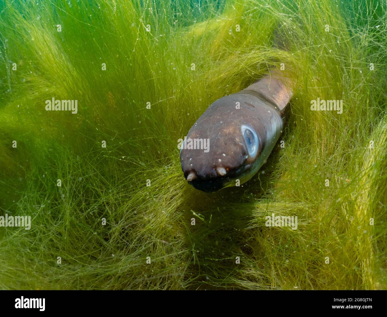 Eel between aquatic plants in a freshwater lake, Anguilla anguilla, Thüringen, Germany Stock Photo