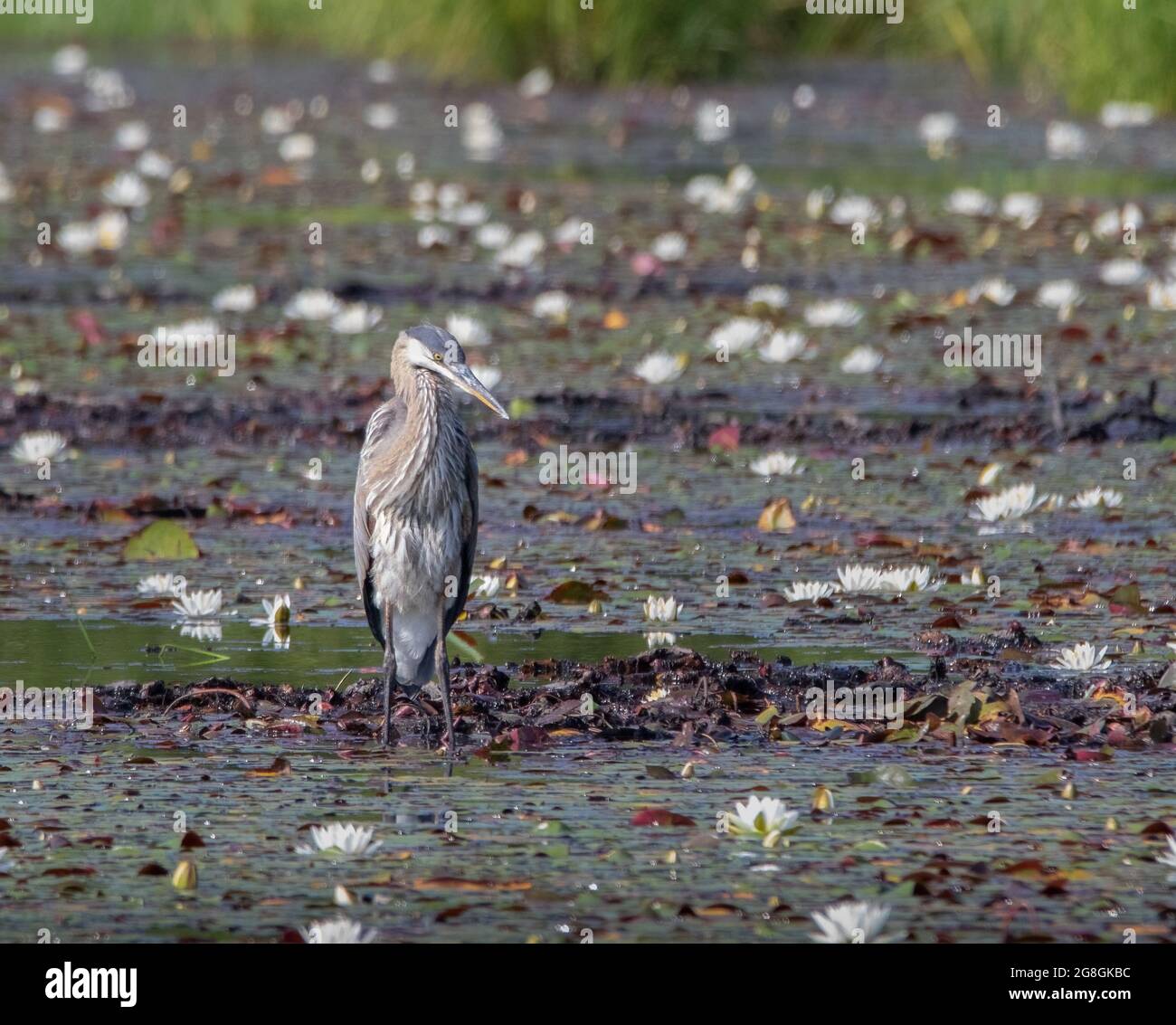 A great blue heron ( Ardea herodias) standing in a marsh pond full of water lilies Stock Photo