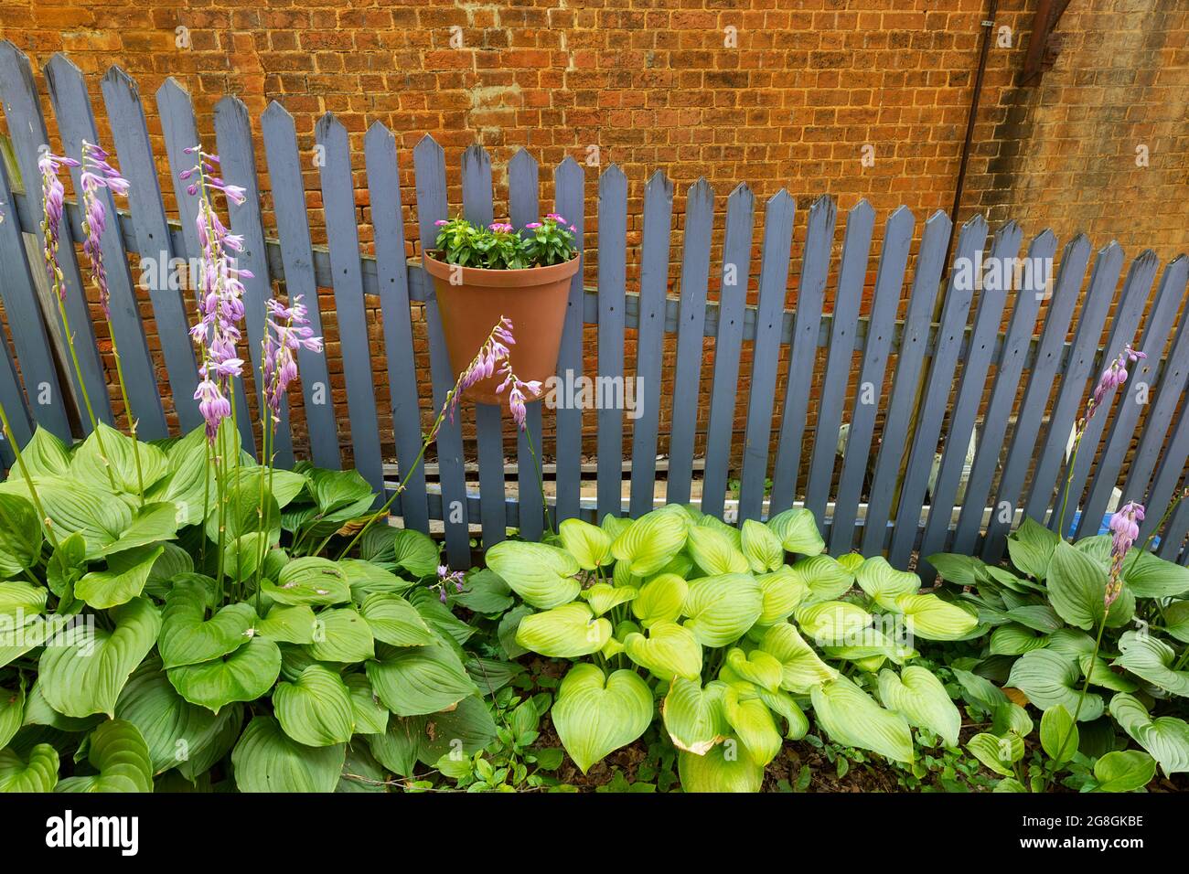 A potted plant hangs on a blue-gray picket fence with a grouping of blooming Hosta in front. Stock Photo