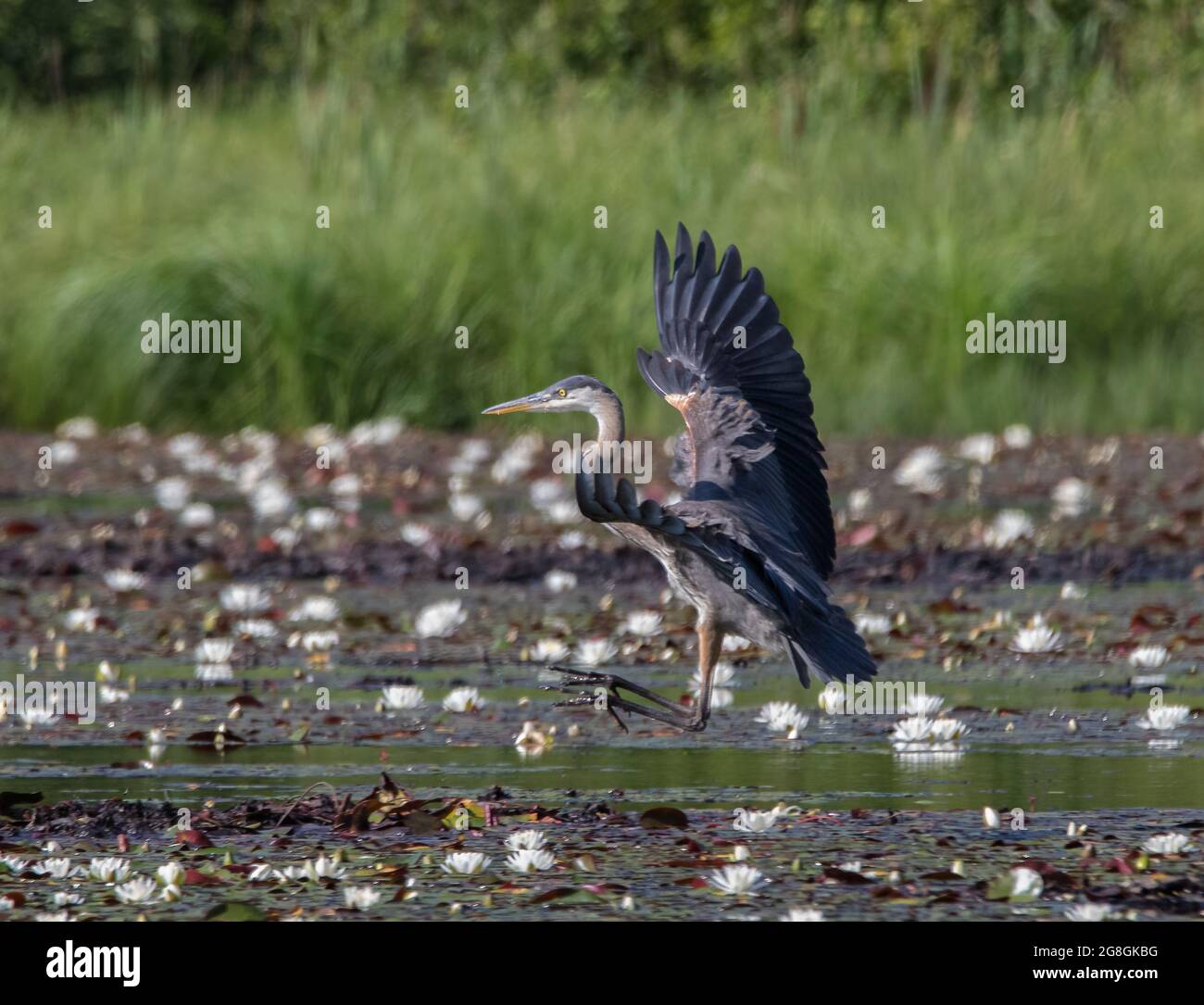 A great blue heron (Ardea herodias) standing in a pond of lilies with wings raised Stock Photo