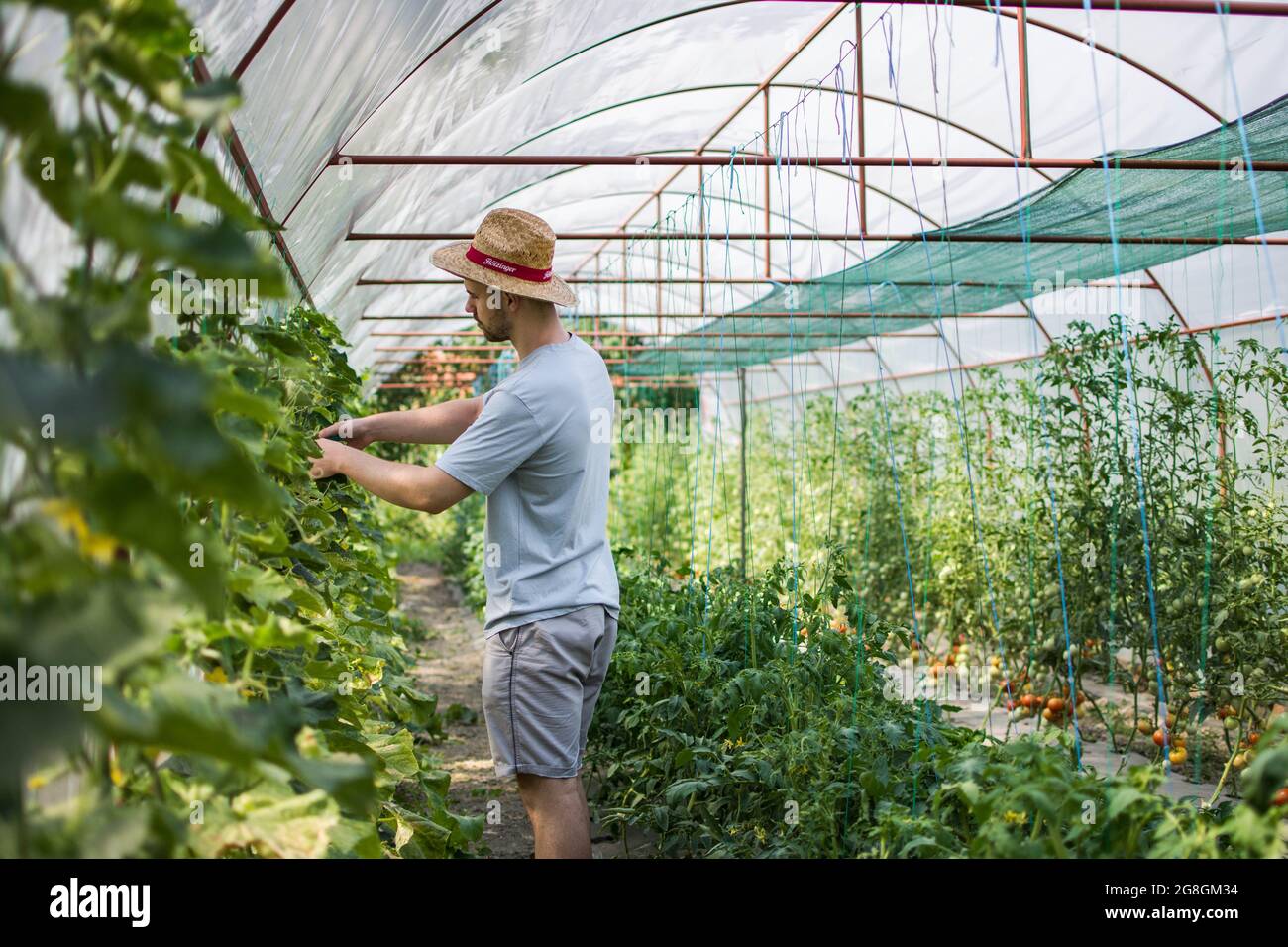Young farmer harvesting homegrown cucumbers Stock Photo
