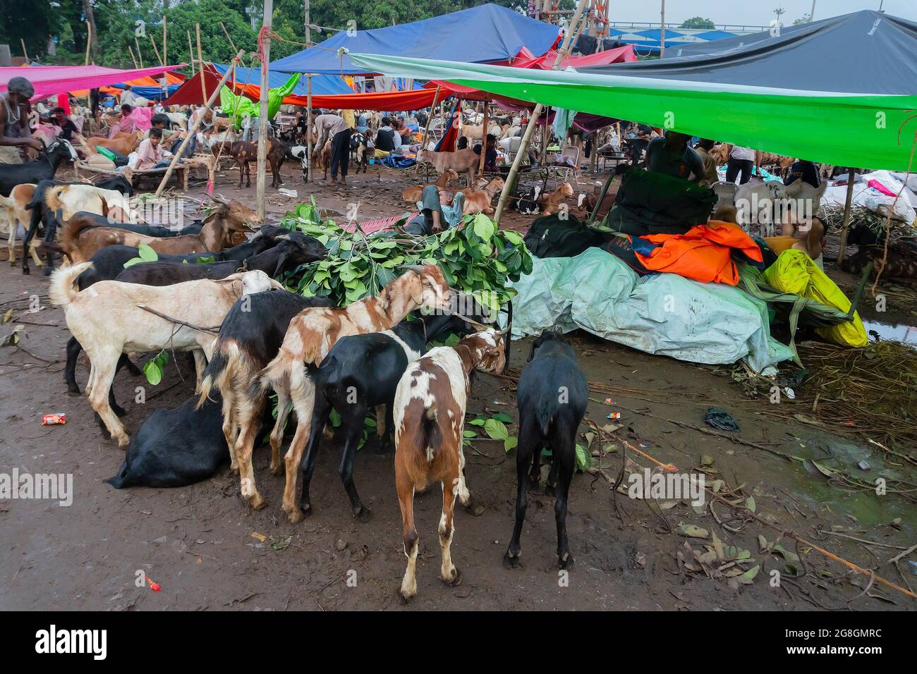 Kolkata, West Bengal, India - 11th August 2019 : Goats for sale in open market during "Eid al-Adha" or 'Feast of the Sacrifice' or Eid Qurban or "Fest Stock Photo