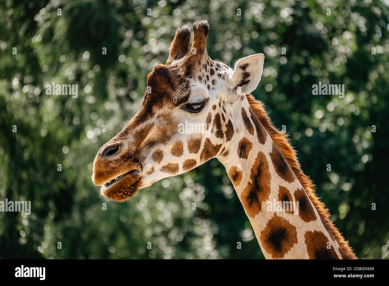 Rothschild giraffe in ZOO.Giraffe in front of green trees looking in to camera. Funny giraffe face. Front view of giraffe against green blurred foliag Stock Photo