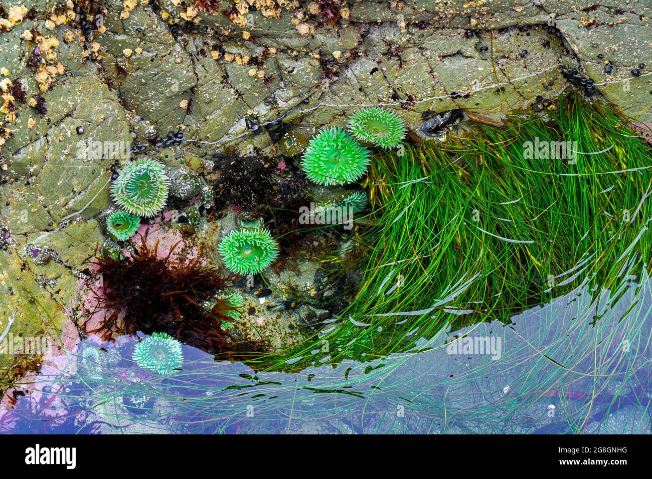 Tide pool with anemones, Cox Bay, Tofino, British Columbia, Canada Stock Photo