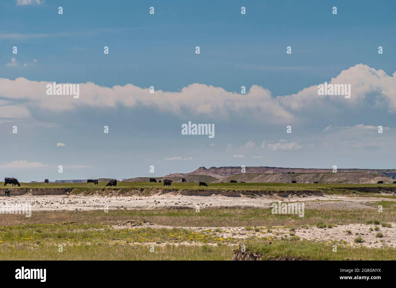 Badlands National Park, SD, USA - June 1, 2008: Black cattle grazing on green prairie under blue cloudscape with white geologic deposits exposed. Stock Photo