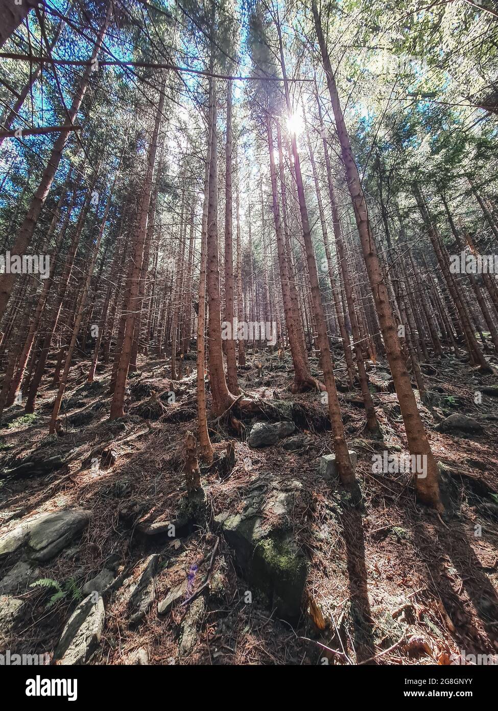 view from inside of fir tree forest. copy space Stock Photo