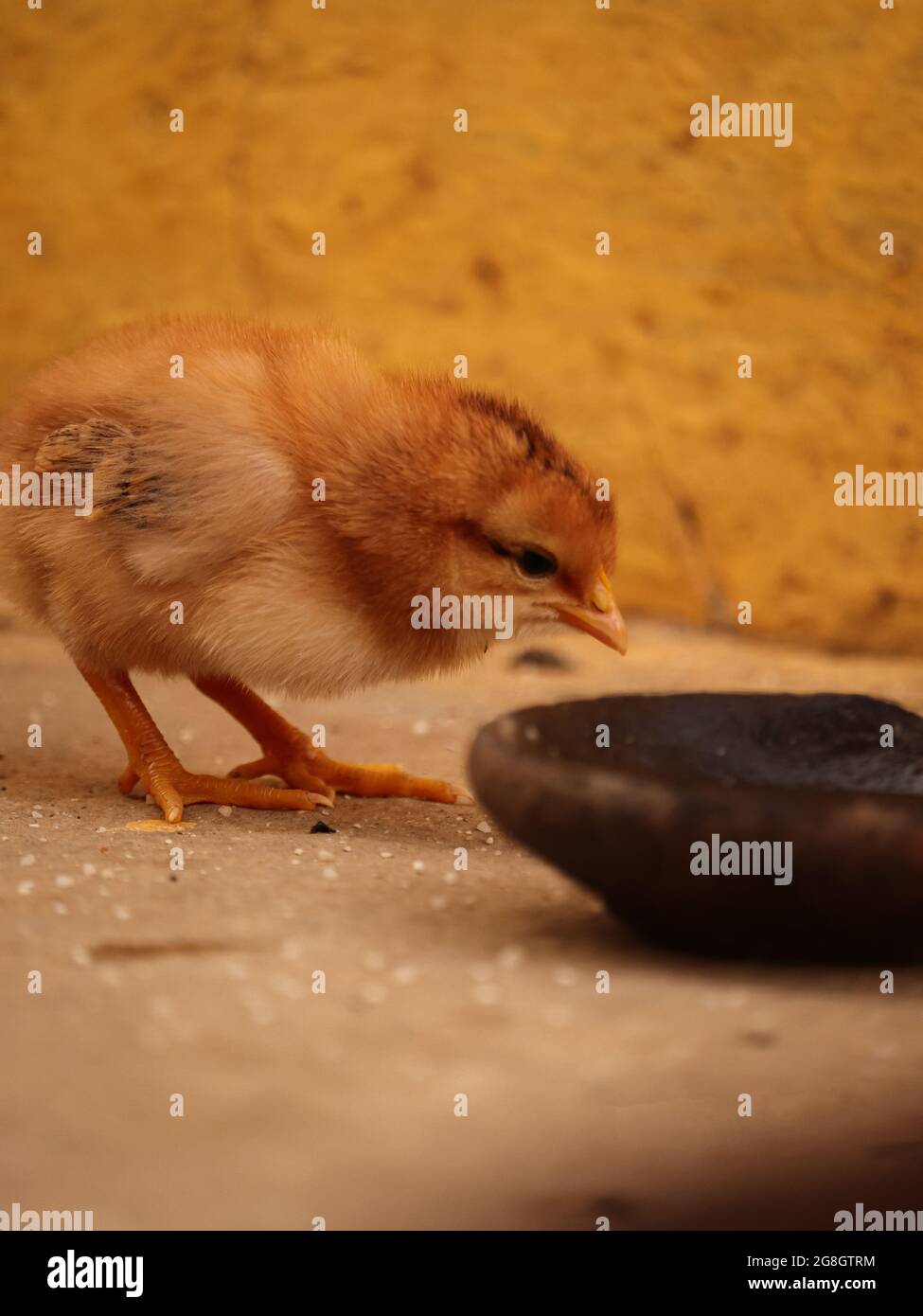 Cute view of tiny yellow baby Chickens at home Stock Photo