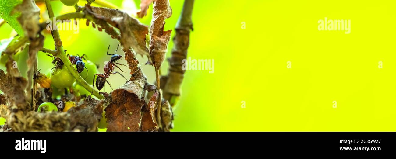 Ants eat aphids. Several ants hunt aphids on the leaves of the tree