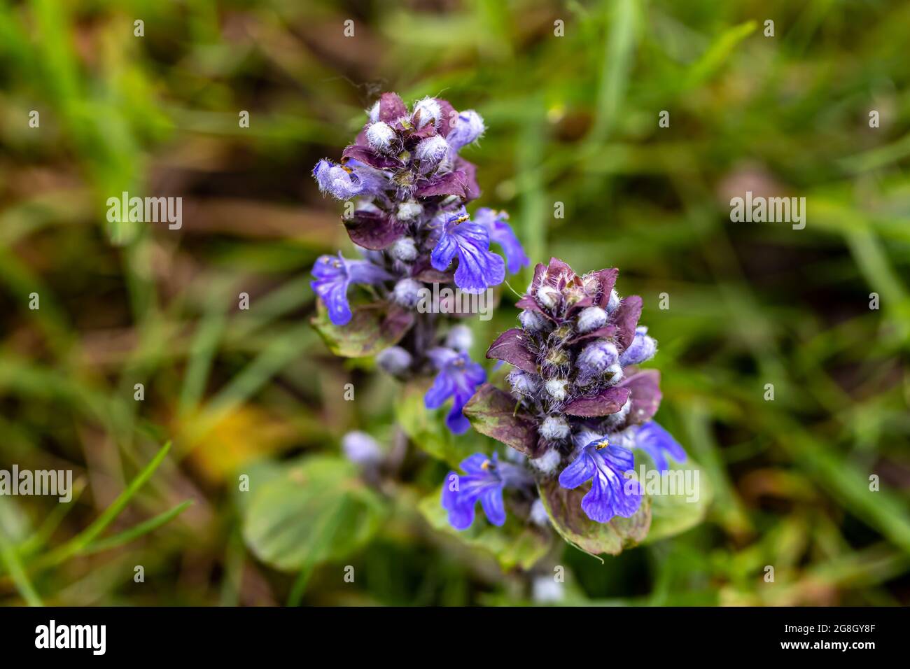 Ajuga reptans flower in the field, close up shoot Stock Photo
