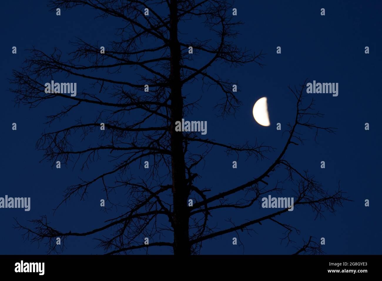 Moon from Mores Creek Summit, Ponderosa Pine Scenic Byway, Boise