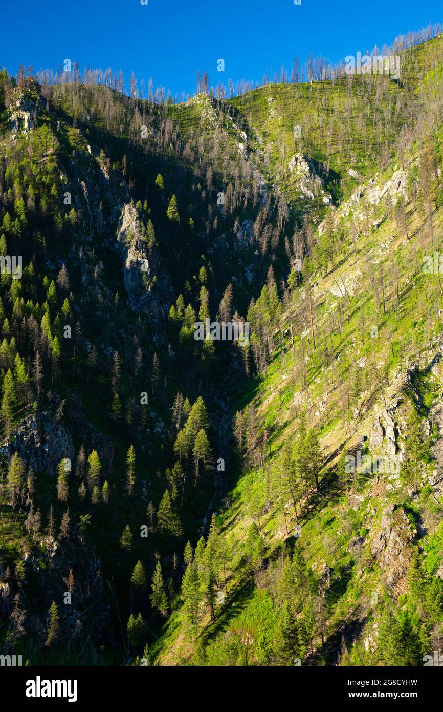 Forest burn, Wildlife Canyon Scenic Byway, Boise National Forest, Idaho Stock Photo