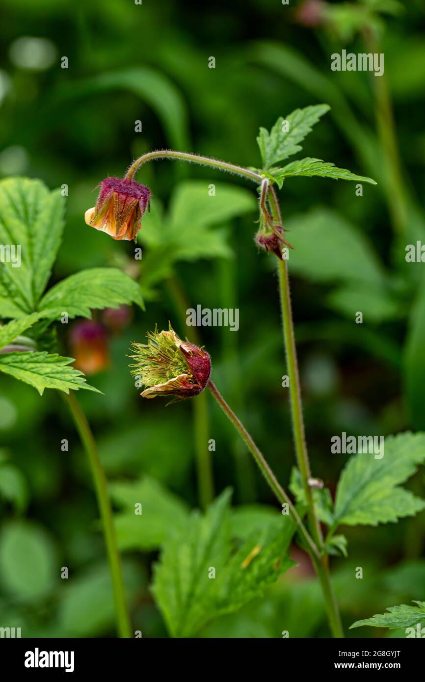 Geum rivale flower growing in forest, close up shoot Stock Photo