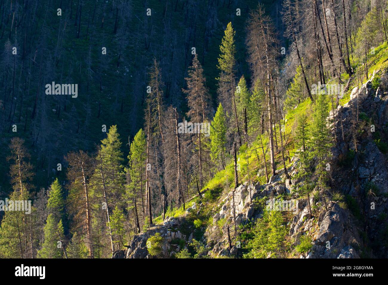 Forest burn, Wildlife Canyon Scenic Byway, Boise National Forest, Idaho Stock Photo