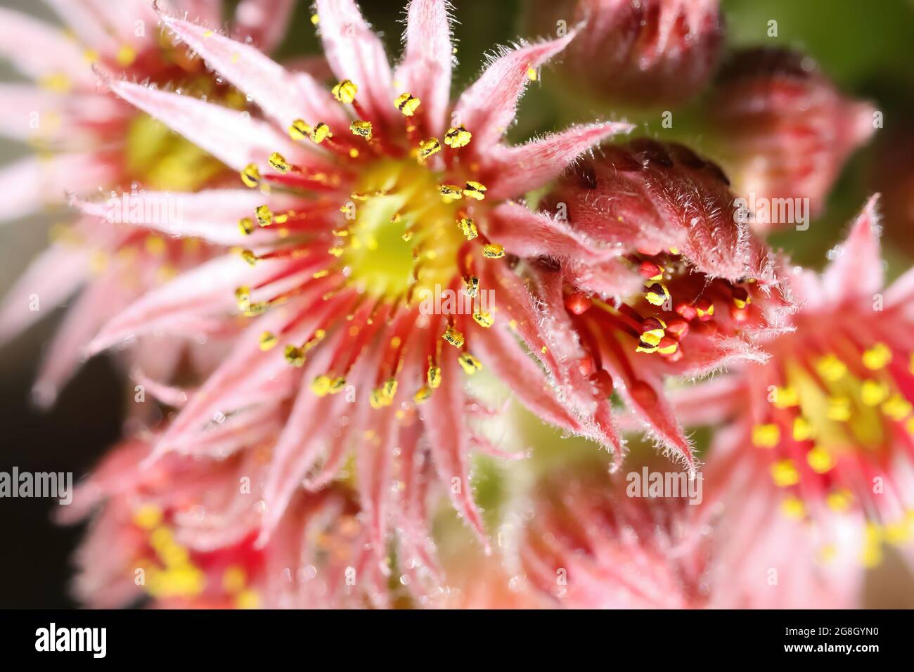 Macro closeup of isolated pink red common houseleek  flowers (sempervivum leucanthum) in summer Stock Photo