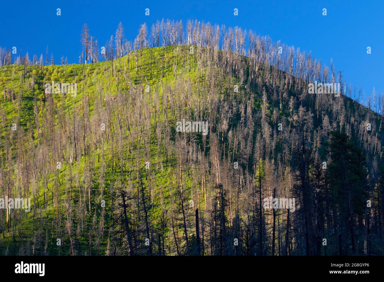 Forest burn, Wildlife Canyon Scenic Byway, Boise National Forest, Idaho Stock Photo