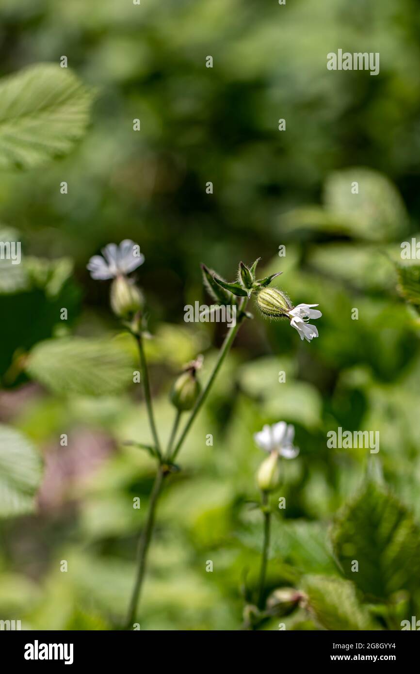 Silene latifolia growing in the forest, close up Stock Photo