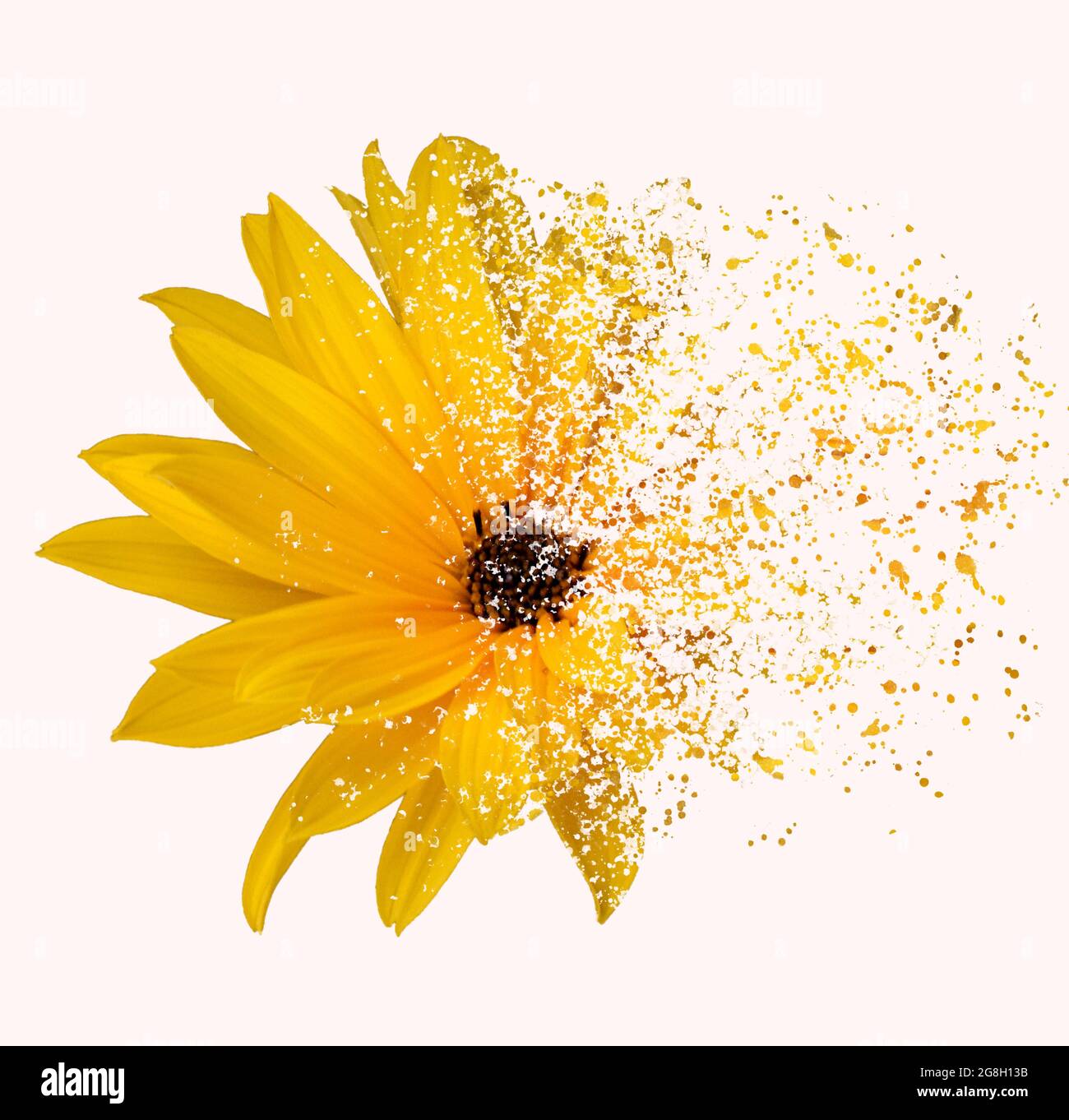 Yellow daisy flower with dispersion effect on a white background Stock