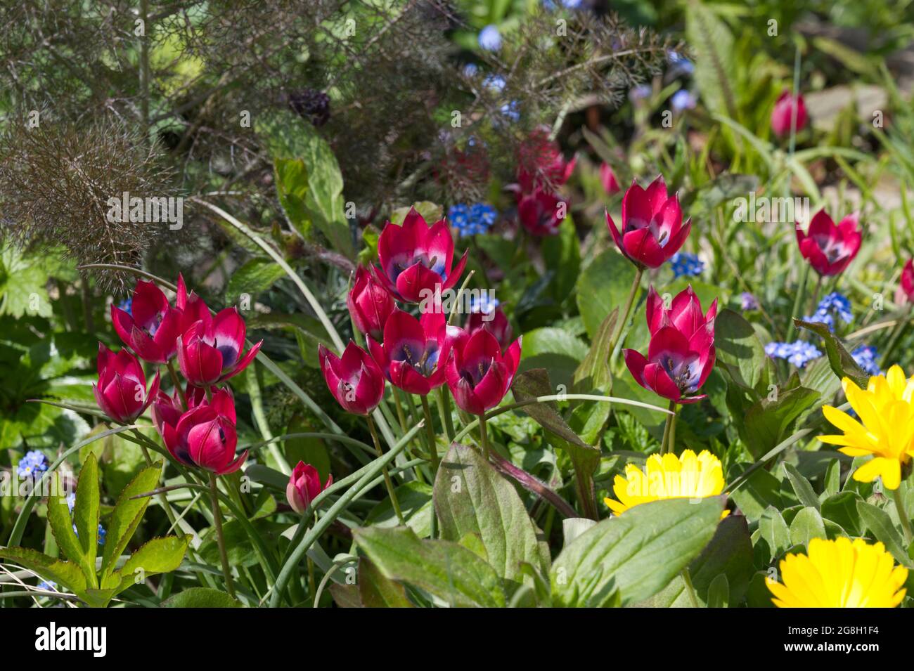 Tulip hageri Little Beauty in a spring garden with forget-me-nots UK April Stock Photo