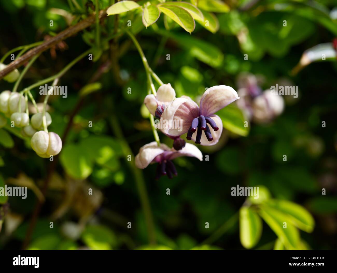 Scented Akebia quinata also known as Chocolate Vine flowers in spring ...